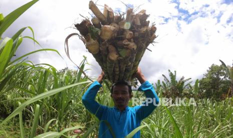 Pekerja mengangkut potongan tebu hasil panen di Nagari Batu Bulek, Lintau Buo Utara, Tanah Datar, Sumatera Barat, Kamis (17/9). Asosiasi Petani Tebu Rakyat Indonesia (APTRI) meminta agar para importir gula turut membeli gula hasil produksi petani.