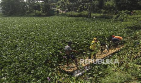 Relawan Masyarakat Peduli Ciliwung (Mat Peci) membersihkan tumbuhan eceng gondok di Situ Pengarengan, Depok, Jawa Barat, Ahad (6/6/2021). Kegiatan tersebut dalam rangka memperingati Hari Lingkungan Hidup 2021 dengan melakukan kegiatan membersihkan Situ Pengarengan dari limbah rumah tangga dan tumbuhan eceng gondok. 