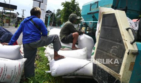 Pekerja usai memanen padi menggunakan mesin di Bantul, Yogyakarta.