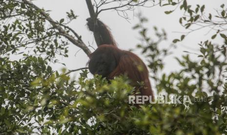 Individu Orangutan bergelantungan di dahan pohon di sekitar wisata susur sungai di kawasan Taman Nasional Tanjung Puting, Kabupaten Kotawaringin Barat, Kalimantan Tengah, Senin (29/3/2021). Kepala Balai Konservasi Sumber Daya Alam (BKSDA) Kalimantan Tengah Nur Patria Kurniawan mengatakan 23.000 orangutan hidup di hutan di provinsi setempat.