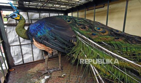 Seekor burung Merak Hijau (Pavo muticus) diamankan petugas Balai Konservasi Sumber Daya Alam (BKSDA) Banten. 