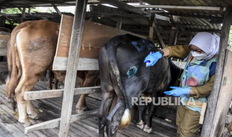 Dokter hewan dari Dinas Ketahanan Pangan dan Pertanian (DKPP) Kota Bandung menyemprotkan cairan antibiotik ke hewan ternak sapi yang telah sembuh dari penyakit mulut dan kuku (PMK) di Sukahaji, Kecamatan Babakan Ciparay, Kota Bandung, Senin (4/7/2022). Pemerintah melalui Badan Nasional Penanggulangan Bencana (BNBP) menetapkan Status Keadaan Tertentu darurat Penyakit Mulut dan Kuku (PMK). Hal tersebut ditetapkan lewat surat keputusan Kepala BNPB Nomor 47 Tahun 2022 yang ditandatangani pada 29 Juni 2022 dan akan berlaku hingga akhir tahun 2022 mendatang. Foto: Republika/Abdan Syakura