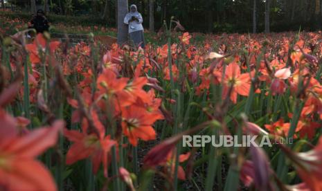 Warga mengunjungi kawasan wisata kebun bunga amarilis di Salam, Pathuk, Gunung Kidul, D.I Yogyakarta, Kamis (2/9/2021). Pengelola mengaku bunga amarilis di kawasan itu mulai berbunga sejak beberapa hari terakhir, namun belum dibuka untuk wisata menyusul penerapan PPKM di Yogyakarta serta guna menekan penyebaran COVID-19. 