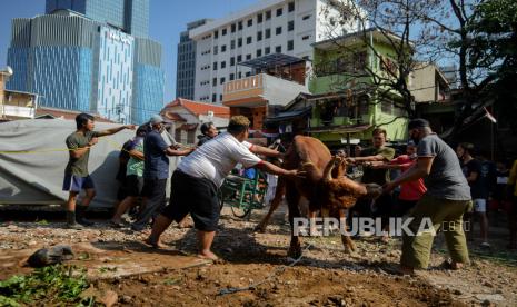 Ilustrasi penyembelihan qurban pada Hari Tasyriq. Hari Tasyriq adalah 11, 12, dan 13 Dzulhijjah tahun Hijriyah 