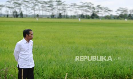 Presiden Joko Widodo meninjau lahan yang akan dijadikan Food Estate atau lumbung pangan baru di Kapuas, Kalimantan Tengah, Kamis (9/7/2020). Pemerintah menyiapkan lumbung pangan nasional untuk mengantisipasi krisis pangan dunia.