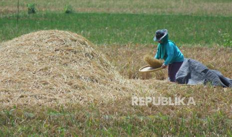 Petani memisahkan bulir padi yang baru dipanen dari kotoran dan potongan jerami, di Rancanumpang, Gedebage, Kota Bandung, Selasa (12/9/2023). 