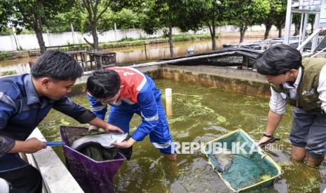 Pekerja Pertamina dibantu mahasiswa memeriksa kondisi indukan ikan belida (Chitala lopis) di kolam konservasi ikan belida di Kampus C Universitas PGRI Palembang, Sematang Borang, Palembang, Sumatera Selatan, Rabu (20/11/2024). PT Kilang Pertamina Internasional Unit Plaju bekerja sama dengan BRIN dan Fakultas Perikanan dan Kelautan Universitas PGRI Palembang melakukan inovasi pemijahan ikan belida semi buatan menggunakan injeksi hormonal dan inovasi kolam Recirculating Aquaculture System (RAS) yang diberi nama Belida Musi Lestari tersebut dimulai sejak tahun 2019 dengan skema konservasi, dan pada tahun 2022 dikembangkan dengan skema riset konservasi yang berbasis pemberdayaan masyarakat, saat ini terdapat 254 ekor indukan ikan belida serta telah mampu menghasilkan turunan pertama sebanyak 124 ekor. 