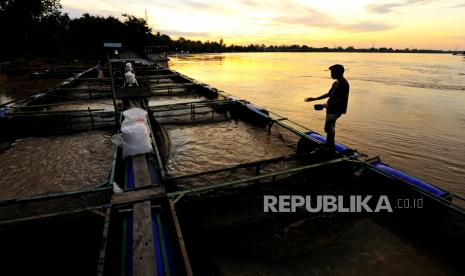 Warga memberi makan ikan di tempat budi daya ikan nila Sungai Batanghari, Sungai Duren, Muarojambi, Jambi, Ahad (4/4). Kementerian Kelautan dan Perikanan (KKP) melepas ekspor produk perikanan secara serentak di berbagai wilayah Indonesia sebagai penanda dimulainya Bulan Mutu Karantina (BMK) 2021.