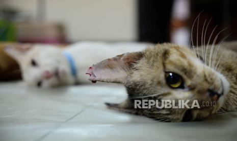 Kucing (ilustrasi). Polisi mengamankan barang bukti kasus bapak kost makan kucing di Semarang, Jawa Tengah, berupa alat penanak nasi, sebilah sabit, dan potongan tulang.