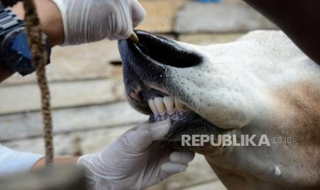 Maluku Siagakan Tenaga Medis di Lokasi Pemotongan Qurban. Petugas Dinas Pangan, Pertanian, Kelautan dan Perikanan memeriksa kesehatan gigi dan mulut ternak sapi di tempat resmi penjualan hewan kurban, Desa Batoh, Banda Aceh, Aceh, Jumat (24/7/2020). Pemeriksaan kesehatan hewan kurban menjelang Idul Adha tersebut menerapkan standar aman, sehat, utuh dan halal (Asuh) untuk memastikan bahwa ternak bebas dari bermacam penyakit. 