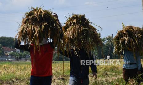 Pekerja mengusung padi hasil panen di Kota Madiun, Jawa Timur, Senin (22/4/2024). Menurut petani, harga gabah kering panen selama dua bulan terakhir mengalami penurunan cukup drastis dari Rp7.500-Rp8.000 menjadi Rp5.000-Rp5.300 per kilogram, antara lain disebabkan karena melimpahnya produksi saat memasuki panen raya. 