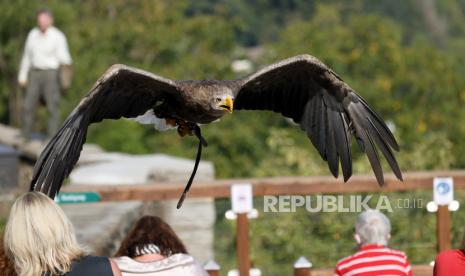  Elang ekor putih (Haliaeetus albicilla) terbang saat pertunjukan burung di Deutsche Greifenwarte di Hassmersheim, Jerman, 15 September 2020.