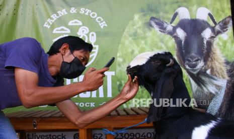 MUI: Qurban Harus Didedikasikan Menjawab Masalah Sosial. Pekerja memotret hewan kurban untuk diunggah di situs web dan pasar digital di peternakan Drgoatlivestock.com di Batu, Jawa Timur, Selasa (13/7/2021). Peternak kambing setempat berupaya memaksimalkan penjualan hewan kurban selama masa Pemberlakuan Pembatasan Kegiatan Masyarakat (PPKM) Darurat dengan memanfaatkan teknologi digital serta memberikan layanan pengantaran gratis.