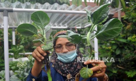 Seorang warga menunjukan sayuran yang ditanam menggunakan metode hidroponik, di Jati, Padang, Sumatera Barat, Rabu (3/2/2021). Kelompok Wanita Tani RW 1, Jati, Padang, mengembangkan tanaman hidroponik di rumah masing-masing, yang disalurkan Dinas Pertanian Padang berasal  dari dana pokok pikiran anggota DPRD Padang sebagai upaya meningkatkan ketahanan pangan di masa pandemi COVID-19. 