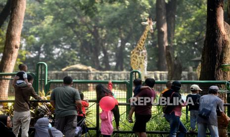 Taman Margasatwa Ragunan Dibuka Hanya untuk Warga Jakarta. Sejumlah wisatawan menyaksikan jerapah di Taman Margasatwa Ragunan, Jakarta, Jumat (14/5). Pemprov DKI Jakarta pada libur Lebaran 2021 membuka sejumlah tempat wisata, salah satunya Taman Margasatwa Ragunan yang diperuntukan khusus bagi warga ber-KTP DKI Jakarta dan membatasi jumlah wisatawan dengan kapasitas 30 persen. Prayogi/Republika