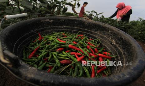 Petani memanen Cabai merah di kebun miliknya.