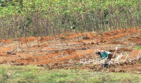 Petani Gunungkidul Diminta Segera Panen Singkong (ilustrasi).