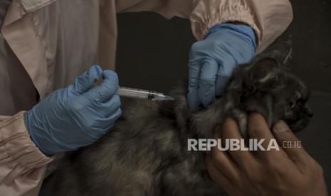 Dokter hewan menyuntikkan vaksin rabies ke seekor kucing di UPTD Klinik Hewan Dinas Ketahanan Pangan dan Pertahanan (DKPP) Kota Bandung, Selasa (20/6/2023). Layanan UPTD Klinik Hewan DKPP Kota Bandung mengalami peningkatan permintaan vaksinasi rabies bagi hewan peliharaan yang mencapai 10 dosis vaksin rabies per hari dibandingkan dengan bulan lalu yang hanya 5 dosis vaksin rabies per hari.