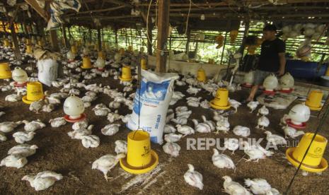 Peternak mengganti air minum untuk ayam broiler di peternakan kawasan Sawangan, Depok, Jawa Barat. (ilustrasi)