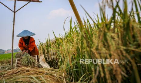 Petani memanen padi di Rajeg, Kabupaten Tangerang, Banten, Senin (13/4/2020). Pemerintah Kabupaten Tangerang menyampaikan bakal segera menerapkan sistem pertanian terpadu atau integrated farming system di seluruh kecamatan di Kabupaten Tangerang, Banten. 