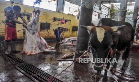 Petugas memotong daging sapi kurban di Rumah Potong Hewan (RPH) Ciroyom, Jalan Arjuna, Kota Bandung, Ahad (10/7/2022). Kementerian Agama mengeluarkan surat edaran tentang imbauan bagi umat Islam untuk melakukan penyembelihan hewan kurban Idul Adha 1443 H melalui RPH setempat sebagai upaya mencegah penyebaran penyakit mulut dan kuku (PMK). Per hari ini, Ahad (10/7/2022), RPH Ciroyom menyembelih hewan kurban sapi sebanyak 93 ekor sapi. Foto: Republika/Abdan Syakura