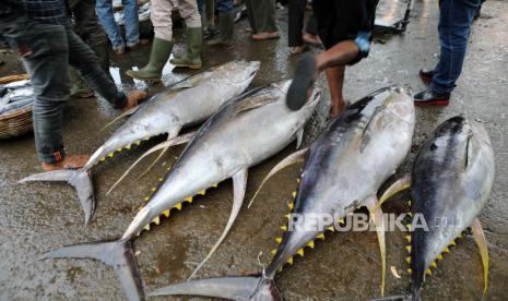 Nelayan menurunkan ikan tuna sirip kuning dari perahu di pasar ikan tradisional Lampulo di Banda Aceh, Aceh, beberapa waktu lalu.