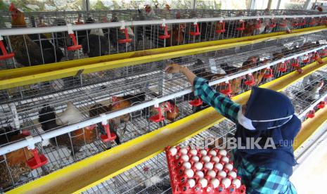 Peternak memanen telur ayam kampung di Ichick Farm, Babakan Encle, Ciomas, Kabupaten Bogor, Jawa Barat, Jumat (16/10). Produk unggas di Indonesia masih belum kompetitif. Itu disebabkan oleh tingginya struktur biaya produksi yang dikeluarkan peternak maupun industri.