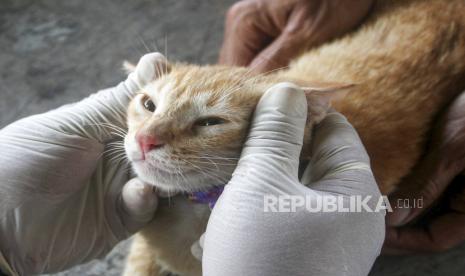 Kucing. Seekor kucing di Pulogadung, Jakarta Timur mengalami luka tembak akibat senapan angin.