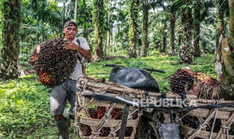 Seorang pekerja memuat buah sawit yang baru dipanen ke sepeda motornya di perkebunan sawit (ilustrasi). Kebijakan memasok ke dalam negeri atau Domestic Market Obligation (DMO) dinilai lebih memberikan solusi terhadap konsumen dan petani ketimbang pelarangan ekspor minyak goreng dan bahan bakunya.