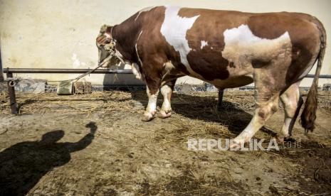 Seekor sapi qurban jenis simmental yang telah dibeli oleh Presiden Jokowi berada di Rumah Potong Hewan (RPH) Cirangrang untuk disembelih di Jalan Raya Kopo, Babakan Ciparay, Kota Bandung, Senin (11/7/2022). Presiden RI Joko Widodo menyumbangkan satu ekor sapi qurban Idul Adha 1443 H seberat 900 kilogram untuk DKM Masjid Raya Bandung Provinsi Jawa Barat yang nantinya akan dibagikan kepada fakir miskin dan masyarakat umum.  