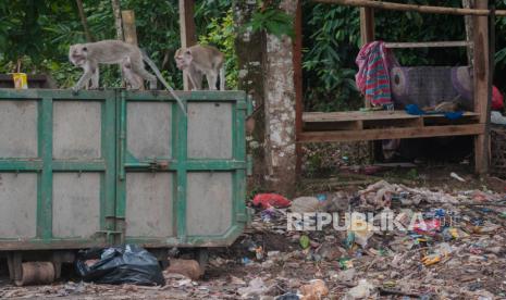 Sejumlah monyet ekor panjang (Macaca fascicularis) mengais makanan di tumpukan sampah limbah rumah tangga di Gunung Kencana, Lebak, Banten, Kamis (17/6/2021). Kawanan monyet ekor panjang tersebut turun ke jalan raya untuk mencari makan di tumpakan sampah limbah rumah tangga dan tidak mendiami hutan Gunung Kencana akibat habitatnya terganggu. 