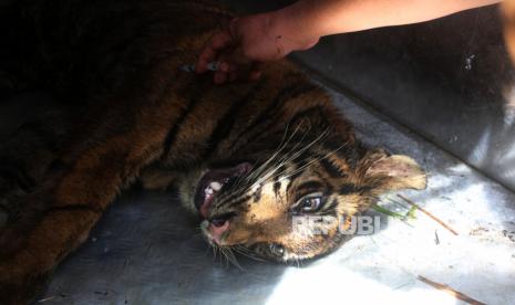 BKSDA Berupaya Halau Harimau di Pasbar Kembali ke Hutan thumbnail