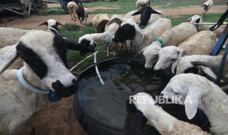 Nabi Ibrahim AS juga menggembalakan kambing sebagai sumber nafkah. Ilustrasi gembala kambing.  