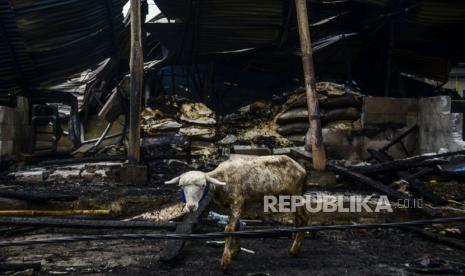 Seekor kambing melintas di lokasi pasca kebakaran di Pasar Kambing, Tanah Abang, Jakarta, Jumat (9/4). Sebanyak 136 lapak dan 40 kios pedagang terbakar yang diduga akibat korsleting listrik dan tidak ada korban jiwa dalam peristiwa tersebut. Selanjutnya, Pemerintah Provinsi DKI Jakarta akan menata ulang pasar tersebut. Republika/Putra M. Akbar