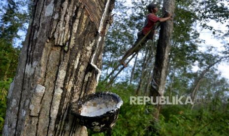 Pekerja menyadap pohon karet (ilustrasi). Dinas Pertanian dan Ketahanan Pangan Kabupaten Barito Timur, Kalimantan Tengah, menyerahkan bantuan bibit karet B-260 kepada 12 kelompok tani (poktan).