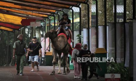 Sejumlah pengunjung menaiki Unta saat berwisata di Taman Safari Indonesia, Kabupaten Bogor, Jawa Barat, Jumat (7/7/2023). Taman Safari Indonesia mencatat peningkatan kunjungan wisatawan mencapai 40 persen atau sekitar 7.000 pengunjung setiap harinya pada masa libur sekolah.