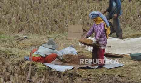 Petani menjemur padi basah yang baru dipanen 