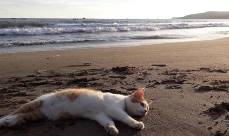 Hari Kucing Sedunia Dirayakan Tiap 8 Agustus, Berikut Kucing Peliharaan Tertua yang Pernah Ada