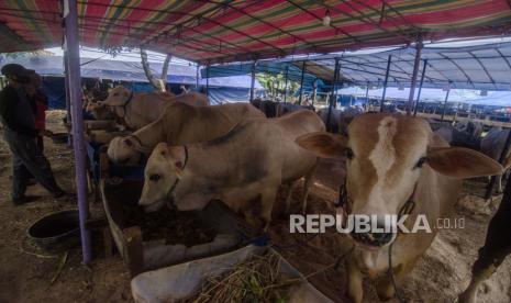 Pedagang memberi makan sapi yang dijual untuk kurban (ilustrasi).