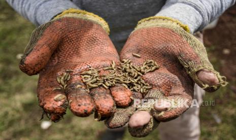 Petani menunjukkan hasil budidaya larva maggot Black Soldier Fly.