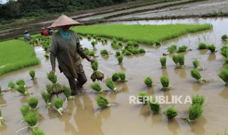 Petani di desa (ilustrasi). Pemerintah Kabupaten Bangka di Provinsi Kepulauan Bangka Belitung pada 2022 menerima kucuran dana desa total Rp 56 miliar dari pemerintah pusat.