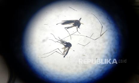 Nyamuk Aedes aegypti ber-wolbachia dewasa terlihat dari mikroskop untuk penelitian di Insektarium Universitas Gajah Mada (UGM), Yogyakarta, Sabtu (2/12/2023). Sejak 2011 Insektarium UGM mengembangbiakkan atau berternak nyamuk Aedes aegypti ber-wolbachia. Tujuan nyamuk Aedes aegypti ber-wolbachia dikembangbiakkan untuk menekan penularan virus demam berdarah di masyarakat. Mulai 2015 pelepasan telur Aedes aegypti mulai dilakukan di lingkungan masyarakat. Saat ini, Insektarium UGM bisa memanen telur nyamuk Aedes aegypti sebanyak 550.000 telur dalam atau periode atau sekitar tiga minggu.