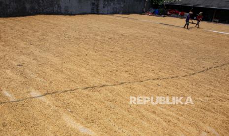 Petani menjemur gabah (Ilustrasi). petani di tengah pandemi COVID-19, sangat kesulitan menjual gabah.