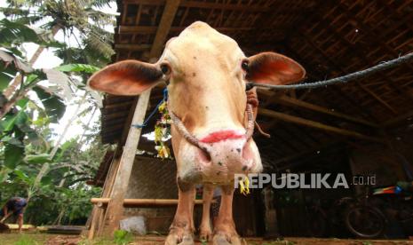 Sapi kurban yang dirias di Papring, Banyuwangi, Jawa Timur, Jumat (31/7/2020).  Tradisi merias hewan kurban itu telah dilakukan secata turun-temurun sebagai bentuk simbol-simbol doa untuk yang berkurban dan hewan yang dikurbankan agar dalam kondisi baik. 