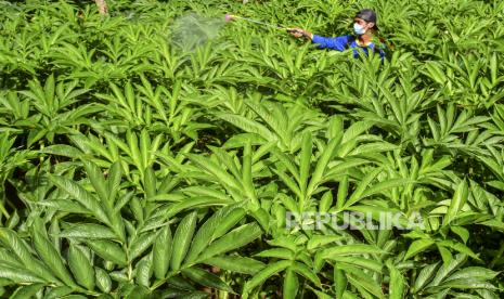 Seorang anggota Asosiasi Petani Milenial Porang Galuh (APMPG) merawat tanaman porang di Desa Handapherang, Kabupaten Ciamis, Jawa Barat, Minggu (17/1/2020). Menurut para petani, permintaan umbi porang untuk industri belum terpenuhi, petani hanya mampu memenuhi 15-20 persen dari 10 juta ton permintaan porang per tahun untuk satu industri, sehingga petani porang Galuh memberdayakan petani muda untuk memanfaatkan lahan yang tidak produktif. 