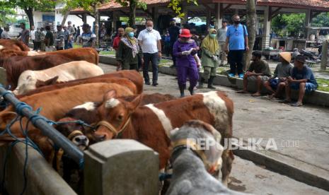 Veteriner Dinas Pertanian, Pangan, dan Perikanan Kabupaten Sleman melihat kondisi sapi di Pasar Hewan Ambarketawang, Sleman, Yogyakarta, Sabtu (21/5/2022). Pemeriksaan ini untuk antisipasi penyebaran penyakit mulut dan kuku (PMK) pada hewan ternak yang dijual. Selain itu, dinas terkait saat ini menghimbau pedagang untuk tidak membeli dan memasukkan hewan ternak dari luar Sleman.