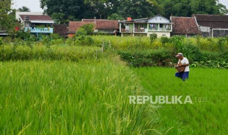 Petani menebar pupuk di area persawahan Gamping , Sleman, Yogyakarta, Kamis (13/1). Emiten produsen pupuk PT Saraswanti Anugerah Makmur Tbk memastikan ketersediaan bahan baku pupuk perseroan terjamin sampai akhir tahun ini.