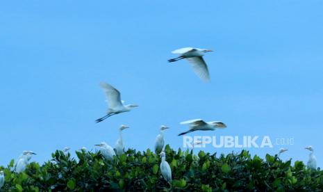 Hutan Mangrove (Ilustrasi)