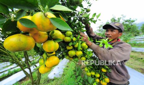 Wisata Petik Jeruk 55 di Desa Punten, Kecamatan Bumiaji, Kota Batu, bisa menjadi daya tarik baru wisata edukasi di Kota Batu