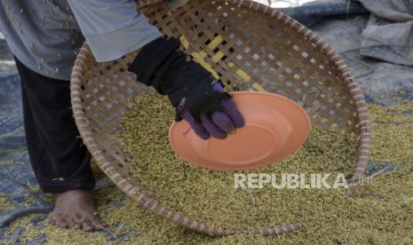 Petani megayak padi di lahan persawahan di Soreang, Kabupaten Bandung, Jawa Barat, Senin (6/11/2023). Berdasarkan keterangan petani, saat ini harga gabah kering di tingkat petani naik hingga Rp750 ribu per kuintal. Nilai harga tersebut mengalami perubahan dari harga sebelumnya yang hanya Rp500 ribu. Kenaikan tersebut diakibatkan oleh pasokan panen padi yang berkurang karena faktor musim kemarau.